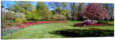 Tulips and cherry trees in a garden, Sherwood Gardens, Baltimore, Maryland, USA Canvas Art Print - Cherry Blossom Art