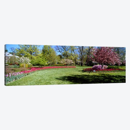 Tulips and cherry trees in a garden, Sherwood Gardens, Baltimore, Maryland, USA Canvas Print #PIM6829} by Panoramic Images Canvas Artwork