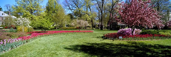 Tulips and cherry trees in a garden, Sherwood Gardens, Baltimore, Maryland, USA