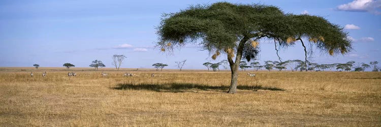 African Plains Landscape, Serengeti National Park, Tanzania