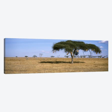 African Plains Landscape, Serengeti National Park, Tanzania Canvas Print #PIM6899} by Panoramic Images Canvas Print