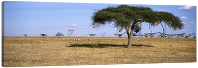 African Plains Landscape, Serengeti National Park, Tanzania Canvas Art Print - Tanzania