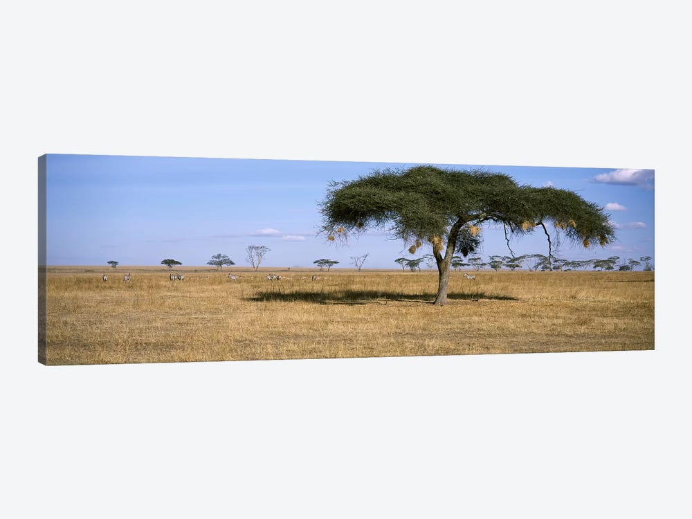 African Plains Landscape, Serengeti National Park, Tanzania by Panoramic Images 1-piece Canvas Art Print