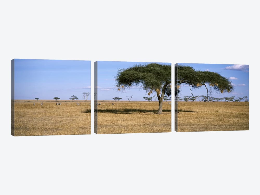 African Plains Landscape, Serengeti National Park, Tanzania by Panoramic Images 3-piece Canvas Art Print
