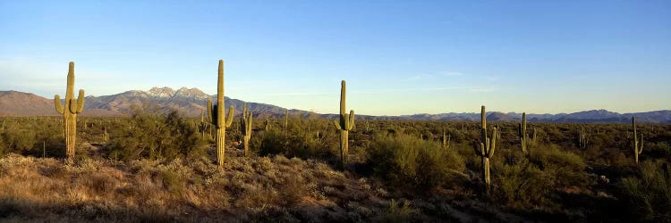 Desert Landscape With Four Peaks In The Background, Maricopa County, Arizona, USA