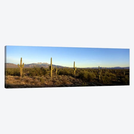 Desert Landscape With Four Peaks In The Background, Maricopa County, Arizona, USA Canvas Print #PIM6935} by Panoramic Images Art Print