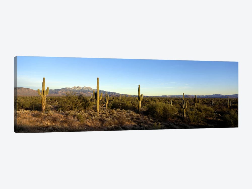 Desert Landscape With Four Peaks In The Background, Maricopa County, Arizona, USA by Panoramic Images 1-piece Canvas Art