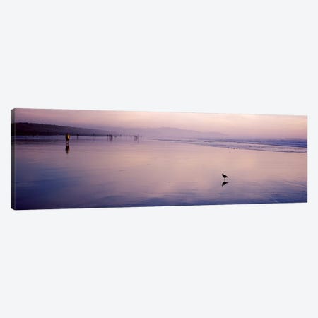 Sandpiper on the beach, San Francisco, California, USA Canvas Print #PIM7000} by Panoramic Images Canvas Print