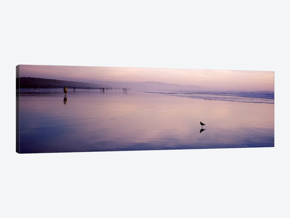 Sandpiper on the beach, San Francisco, California, USA by Panoramic Images 1-piece Canvas Artwork