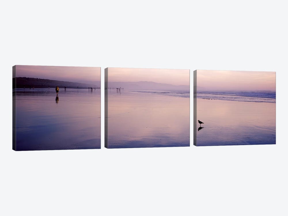 Sandpiper on the beach, San Francisco, California, USA by Panoramic Images 3-piece Canvas Artwork