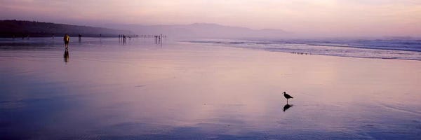 San Francisco: Sandpiper on the beach, San Francisco, California, USA by Panoramic Images