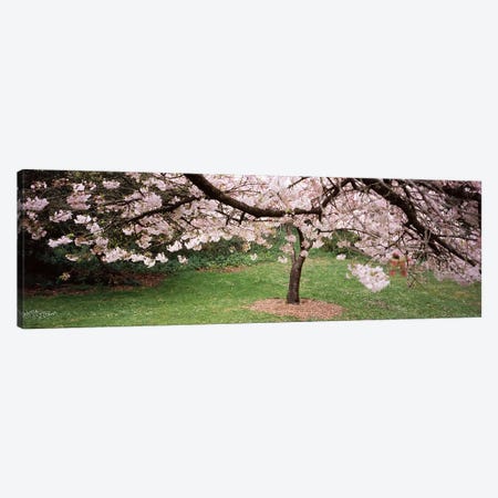 Cherry Blossom tree in a park, Golden Gate Park, San Francisco, California, USA Canvas Print #PIM7003} by Panoramic Images Art Print
