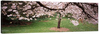 Cherry Blossom tree in a park, Golden Gate Park, San Francisco, California, USA Canvas Art Print - San Francisco Art