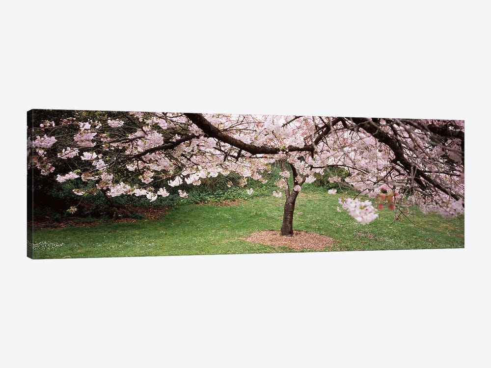 Cherry Blossom tree in a park, Golden Gate Park, San Francisco, California, USA by Panoramic Images 1-piece Canvas Print