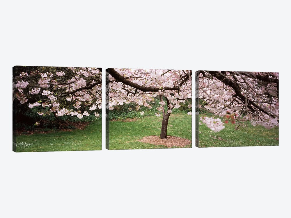 Cherry Blossom tree in a park, Golden Gate Park, San Francisco, California, USA by Panoramic Images 3-piece Canvas Print