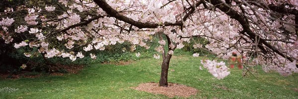 San Francisco: Cherry Blossom tree in a park, Golden Gate Park, San Francisco, California, USA by Panoramic Images