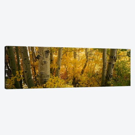 Aspen trees in a forest, Californian Sierra Nevada, California, USA Canvas Print #PIM7013} by Panoramic Images Canvas Artwork