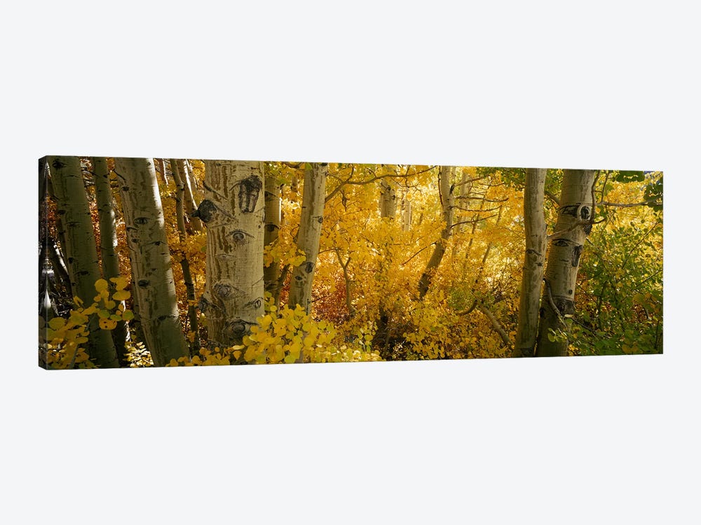 Aspen trees in a forest, Californian Sierra Nevada, California, USA by Panoramic Images 1-piece Canvas Wall Art