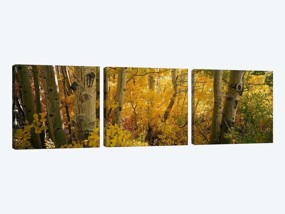 Aspen trees in a forest, Californian Sierra Nevada, California, USA by Panoramic Images 3-piece Canvas Art