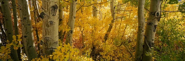 Sierra Nevada: Aspen trees in a forest, Californian Sierra Nevada, California, USA by Panoramic Images