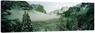 Trees in a forest, Yosemite National Park, Mariposa County, California, USA Canvas Art Print - Snowy Mountain Art