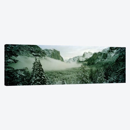 Trees in a forest, Yosemite National Park, Mariposa County, California, USA Canvas Print #PIM7015} by Panoramic Images Art Print