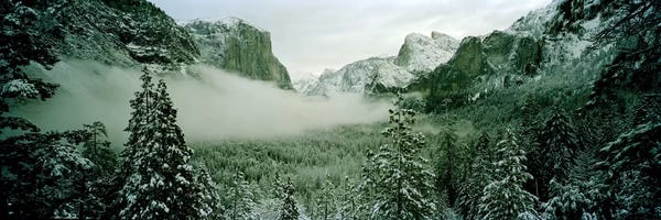 Snowy Mountains: Trees in a forest, Yosemite National Park, Mariposa County, California, USA by Panoramic Images