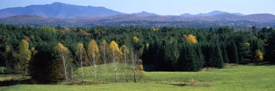 Trees in a forest, Stowe, Lamoille County, Vermont, USA by Panoramic Images framed canvas print