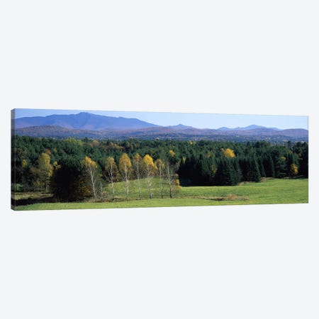 Trees in a forest, Stowe, Lamoille County, Vermont, USA Canvas Print #PIM7036} by Panoramic Images Art Print