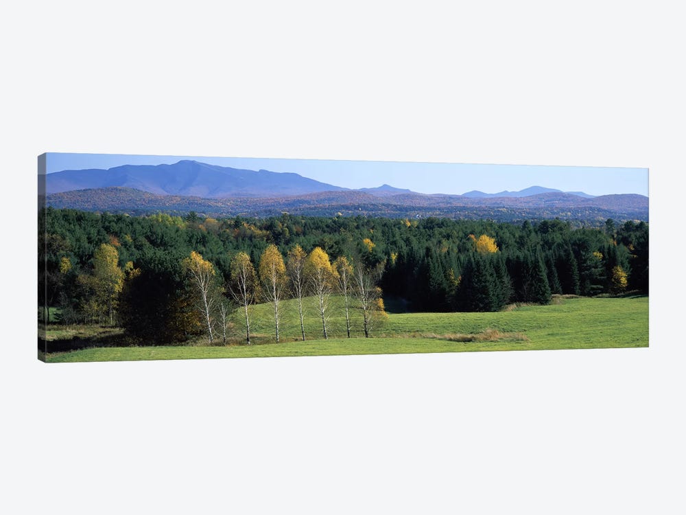 Trees in a forest, Stowe, Lamoille County, Vermont, USA by Panoramic Images 1-piece Art Print