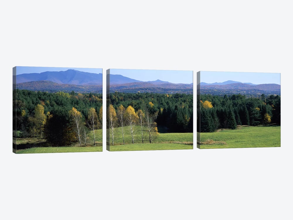 Trees in a forest, Stowe, Lamoille County, Vermont, USA by Panoramic Images 3-piece Canvas Art Print