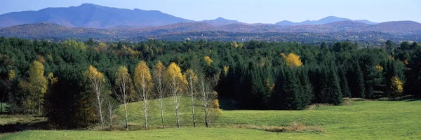 Evergreen Trees: Trees in a forest, Stowe, Lamoille County, Vermont, USA by Panoramic Images