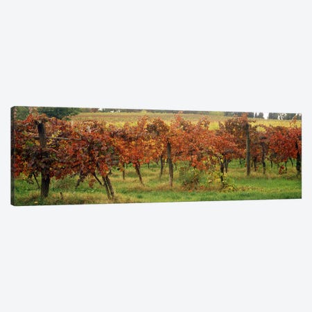 Close-Up Of A Vineyard Landscape, Emilia-Romagna, Italy Canvas Print #PIM7076} by Panoramic Images Canvas Print