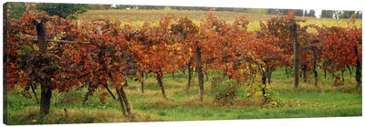 Close-Up Of A Vineyard Landscape, Emilia-Romagna, Italy Canvas Art Print