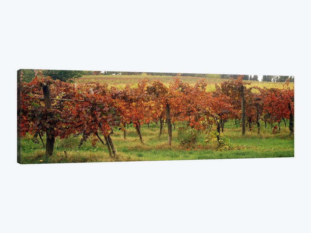Close-Up Of A Vineyard Landscape, Emilia-Romagna, Italy by Panoramic Images 1-piece Canvas Art Print