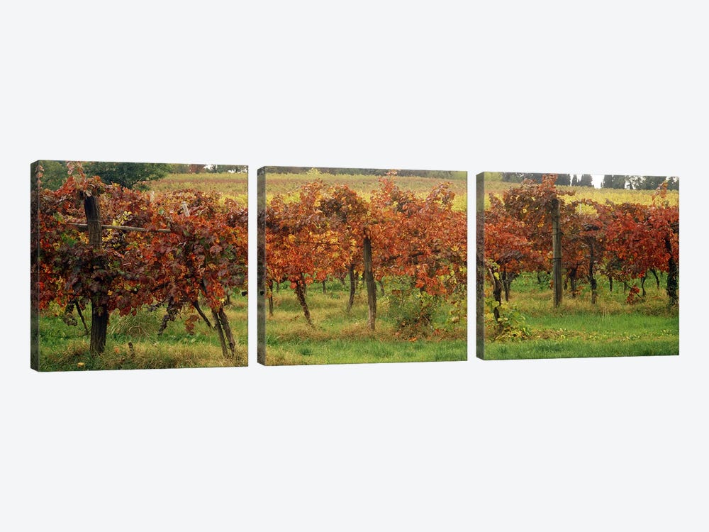 Close-Up Of A Vineyard Landscape, Emilia-Romagna, Italy by Panoramic Images 3-piece Canvas Art Print