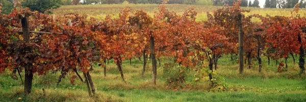 Close-Up Of A Vineyard Landscape, Emilia-Romagna, Italy