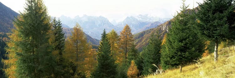 Larch trees with a mountain range in the background, Dolomites, Cadore, Province of Belluno, Veneto, Italy