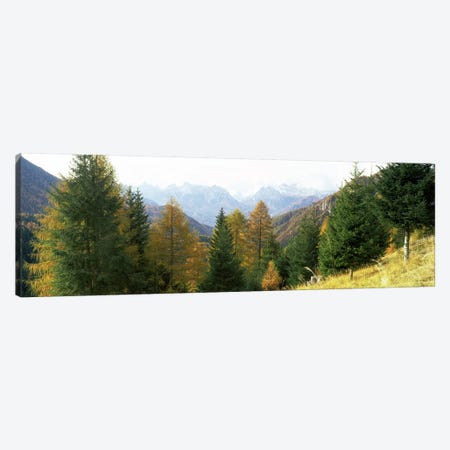 Larch trees with a mountain range in the background, Dolomites, Cadore, Province of Belluno, Veneto, Italy Canvas Print #PIM7081} by Panoramic Images Art Print