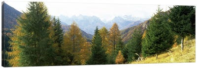 Larch trees with a mountain range in the background, Dolomites, Cadore, Province of Belluno, Veneto, Italy Canvas Art Print