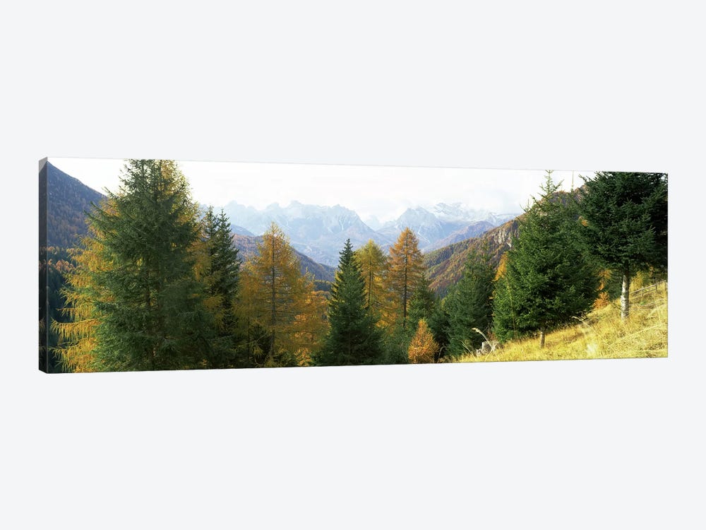 Larch trees with a mountain range in the background, Dolomites, Cadore, Province of Belluno, Veneto, Italy by Panoramic Images 1-piece Art Print