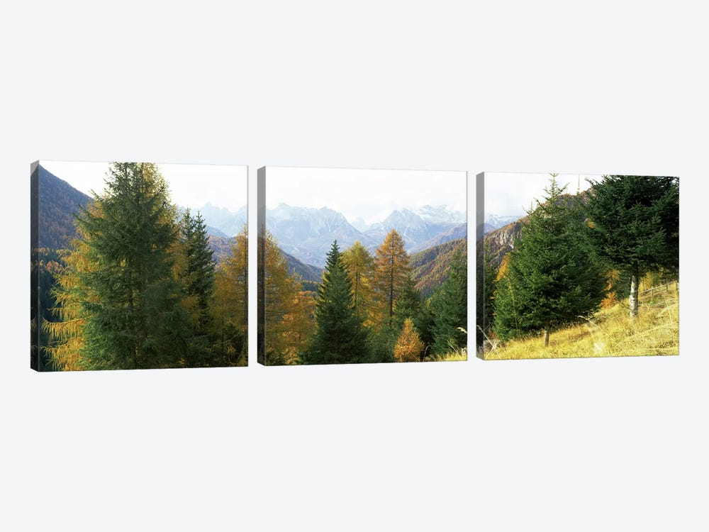 Larch trees with a mountain range in the background, Dolomites, Cadore, Province of Belluno, Veneto, Italy by Panoramic Images 3-piece Canvas Art Print