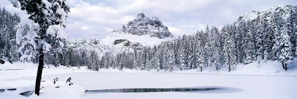 Evergreen Trees: Trees along a frozen lake, Lake Antorno, Tre Cime Di Lavaredo, Dolomites, Cadore, Province of Belluno, Veneto, Italy by Panoramic Images