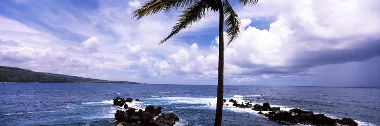 Palm tree on the coast, Honolulu Nui Bay, Nahiku, Maui, Hawaii, USA