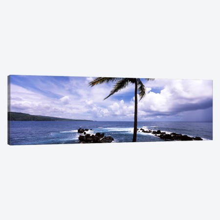 Palm tree on the coast, Honolulu Nui Bay, Nahiku, Maui, Hawaii, USA Canvas Print #PIM7104} by Panoramic Images Canvas Print