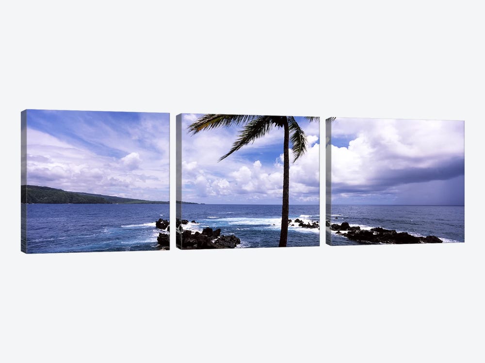 Palm tree on the coast, Honolulu Nui Bay, Nahiku, Maui, Hawaii, USA by Panoramic Images 3-piece Art Print