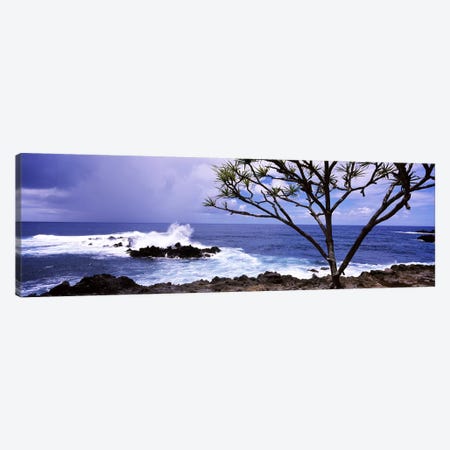 Tree on the coast, Honolulu Nui Bay, Nahiku, Maui, Hawaii, USA Canvas Print #PIM7105} by Panoramic Images Canvas Print