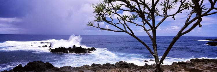 Tree on the coast, Honolulu Nui Bay, Nahiku, Maui, Hawaii, USA