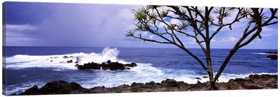 Tree on the coast, Honolulu Nui Bay, Nahiku, Maui, Hawaii, USA Canvas Art Print