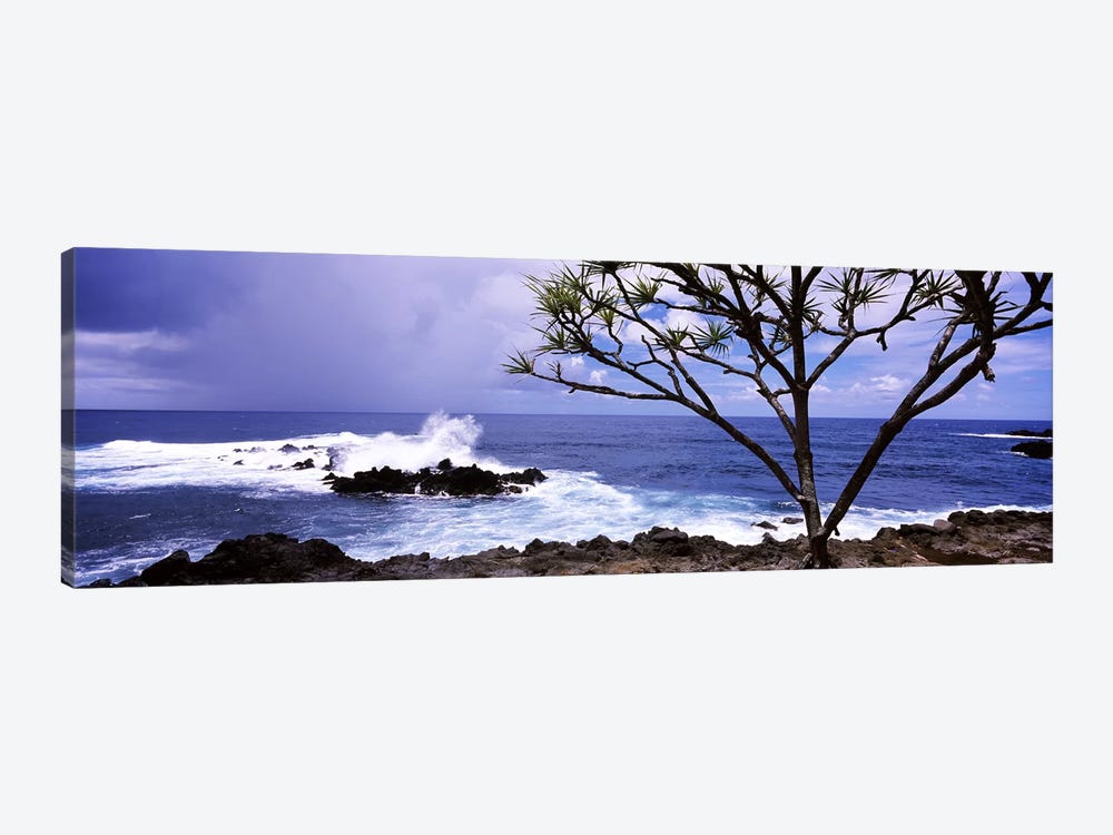 Tree on the coast, Honolulu Nui Bay, Nahiku, Maui, Hawaii, USA by Panoramic Images 1-piece Canvas Art